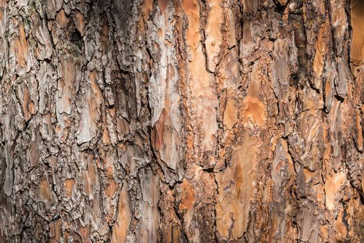 natural background made of a closeup of brown tree bark with wide grooves and spots of sunlight.