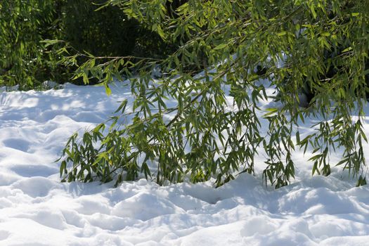 branches bowed bamboo lying on the white snow in a Sunny day