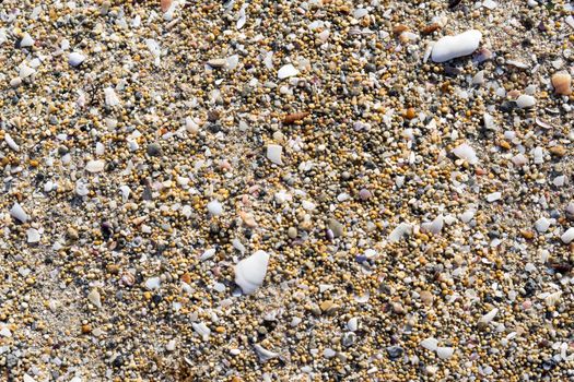 Abstract background with fine texture of stones and shells