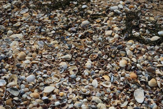 Background with small shells of the sea of Azov and dry seaweed