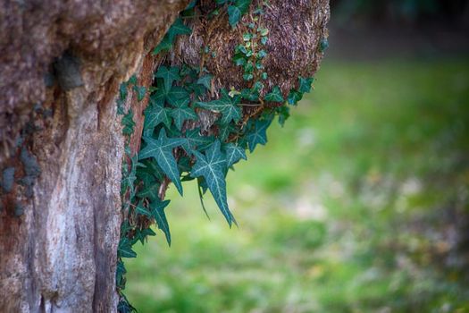 Dangling ivy on the trunk of an old tree on blurred green background