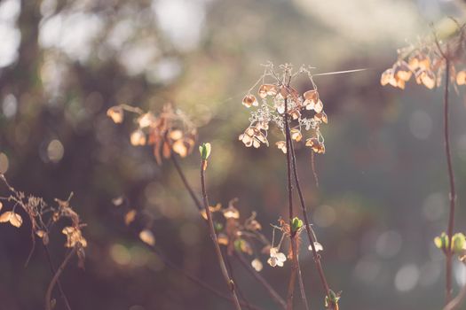 Dry hydrangea flowers on a blurred brown background.