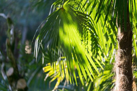 Natural background with fan palm leaves in the foreground on a Sunny day.