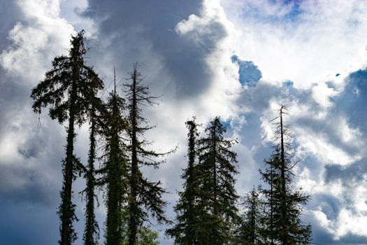 silhouettes of tall old fir trees against a blue sky with clouds