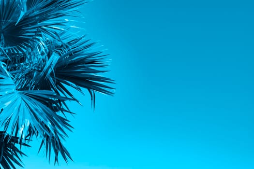 Blue natural background with palm leaves. Wallpaper