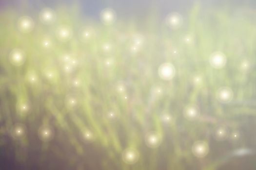 Fabulous blurred background with highlights and sparks of light-green grass
