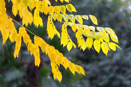 Natural background with tree branches and bright-yellow leaves on blurred background