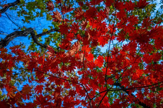 Autumnal ornament, red leaves of maple.