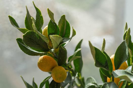 Kumquat branch with fruit on a blurred background.