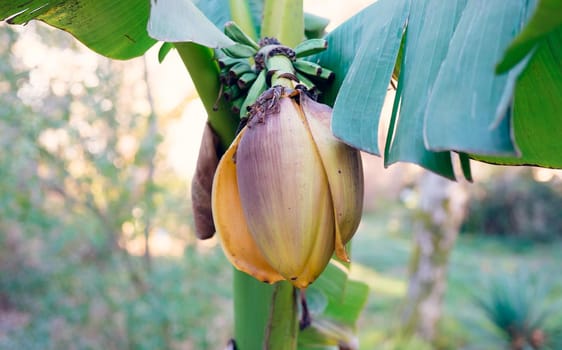 Banana flowers on a light blurred background in the tropics.