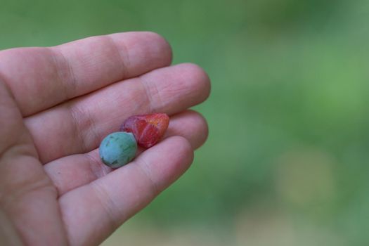 The fruit of the plant Podocarpus in the palm of the person and the blurred green background