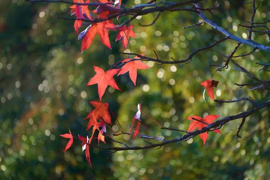 The red leaves of a canadian maple on the green blurred background with bokeh
