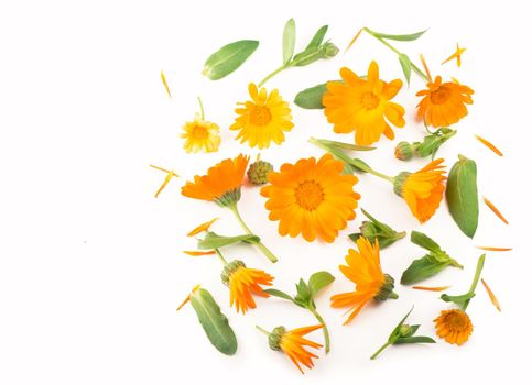 Calendula. Marigold flower isolated on white background with copy space for your text. Top view