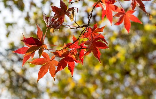 Red maple leaves in Golden autumn on a Sunny day