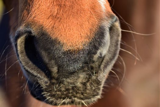 Nose of a brown horse as a close-up