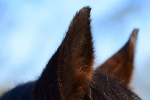 Close-up of the ears of a brown horse