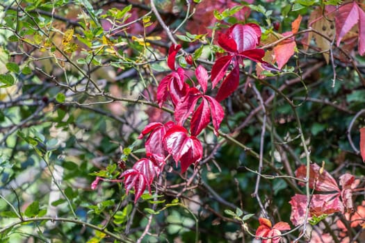 Colorful autumn leaves, red autumn leaves on a sunny day in October