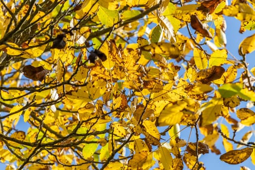 Colorful autumn leaves, yellow autumn leaves on a sunny day in October