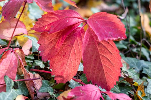 Colorful autumn leaves, red autumn leaves on a sunny day in October