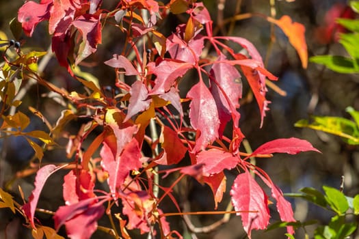 Colorful autumn leaves, red autumn leaves on a sunny day in October