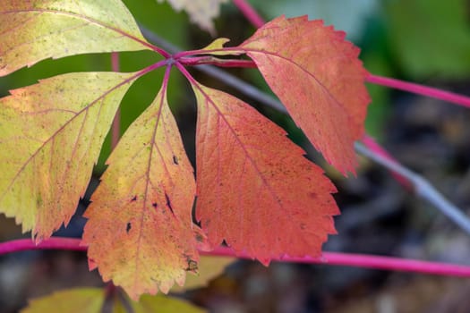 Multicolored autumn leaves, red and green autumn leaves on a sunny day in October