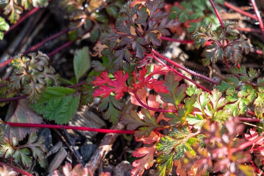 Colorful autumn leaves, red autumn leaves on a sunny day in October