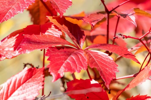 Background of red autumn leaves on a sunny day in October