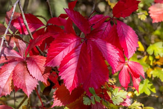 Background of red autumn leaves on a sunny day in October