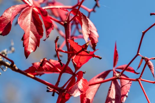 Red autumn leaves on a tree with blue background