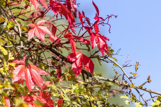 Branch with multicolored autumn leaves: Red, green, yellow  autumn leaves on a sunny day in October