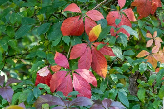 Background with red, yellow, green autumn leaves