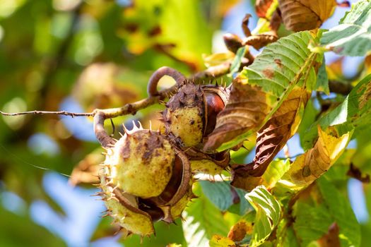 Close-up of ripe horse-chestnut with open thorny outer shell on a chestnut tree in autumn with green leaves in background