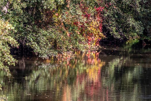 Water reflection of bush with colorful autumn leaves on a sunny day in october