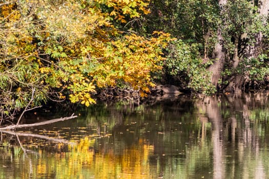 Water reflection of bush with colorful autumn leaves on a sunny day in october