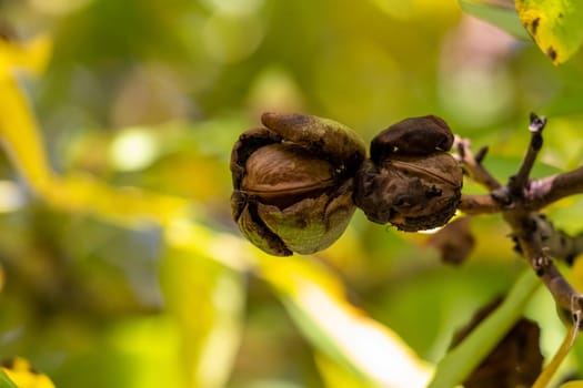 Close-up of ripe walnut with open outer shell on a walnut tree in autumn with green background