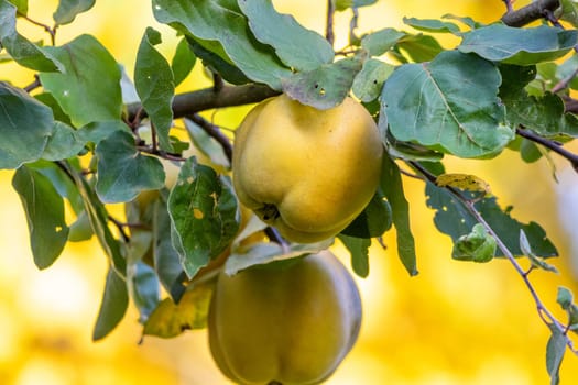 Close-up of ripe quinces on a quince tree in autumn with green leaves and yellow background 