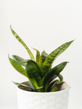 Flower pot with Sansevieria. Indoors plant on white background. Peaceful botanical hobby. Gardening at home.