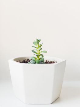 Flower pot with Echeveria. Green leaves of succulent plant on white background. Peaceful botanical hobby. Gardening at home.