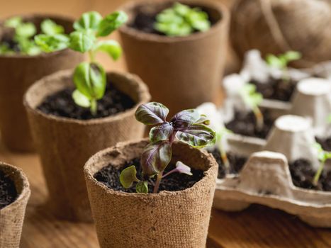 Basil seedlings in biodegradable pots on wooden table. Green plants in peat pots. Baby plants sowing in small pots. Trays for agricultural seedlings.