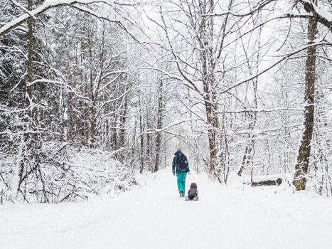 Woman carries child on sledge along path in winter forest. Outdoor leisure activity in cold snowy season.
