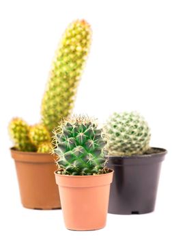 cactuses on white background on pots