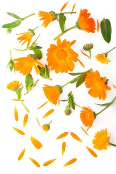 Calendula. Marigold flower isolated on white background with copy space for your text. Top view