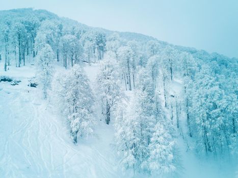 Winter landscape with forest in Caucasus mountains, Sochi, Russia, freeride ski traces in powder snow. Concept of action sports in backcountry mountaineering