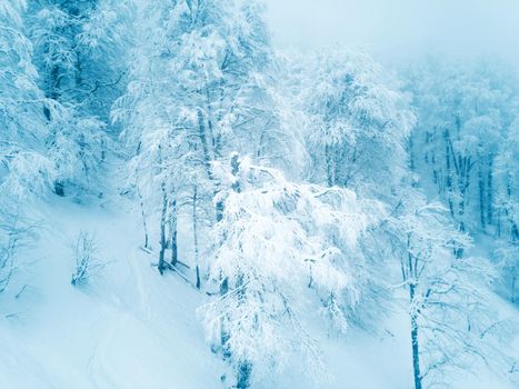 Beautiful winter landscape with forest in Caucasus mountains, Sochi, Russia, trees covered with snow frost, foggy morning