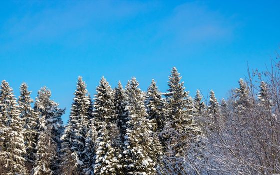 Snow-covered white fir trees, sparkling in the sun. A picturesque and magnificent winter scene.