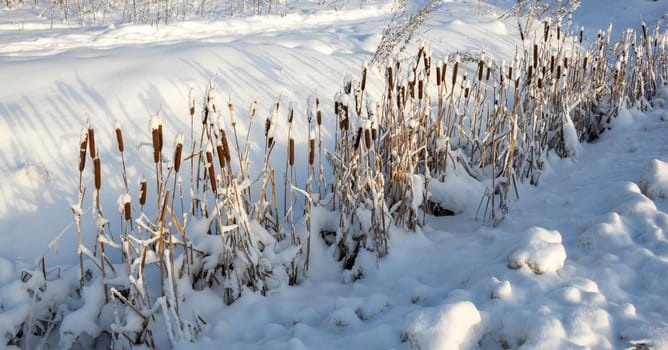 Winter cattail in a snow-covered ditch near the road.