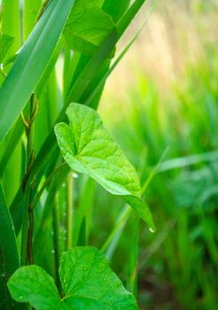 Ivy twines around a stem in green thickets. Spring wet freshness around. Background for natural products. Ivy leaf close up