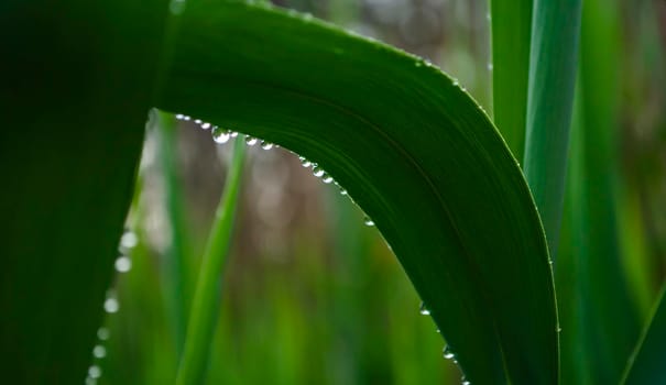 Reed leaves in raindrops. The smell of freshness and greenery. Green background for the sale of natural products