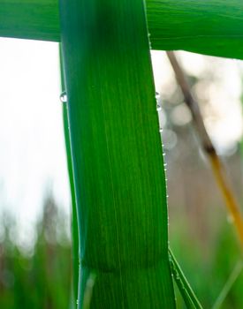 Reed leaves in raindrops. The smell of freshness and greenery. Green background for the sale of natural products