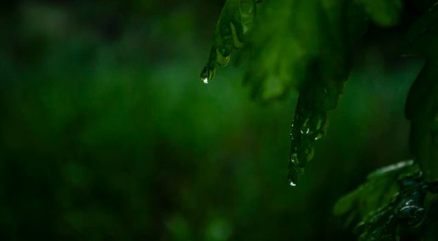 Wet after the rain, with green leaves on the dark background. Raindrops on the leaves of a fruit tree. Cozy atmosphere of a fresh spring evening. Drops close-up. Background for natural products.